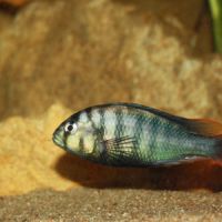 Vends groupe neochromis rufocaudalis (lacvictoria)