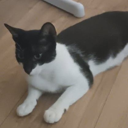 Doucette adorable minette à l'adoption