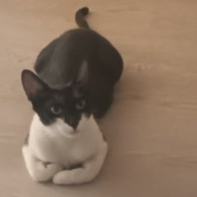 Doucette adorable minette à l'adoption #3