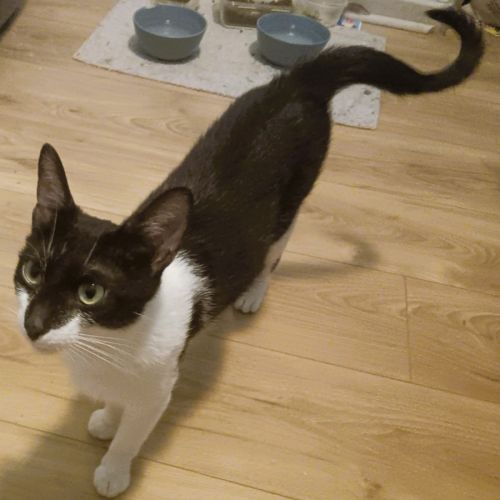 Doucette adorable minette à l'adoption #4