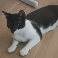 Doucette adorable minette à l'adoption #0