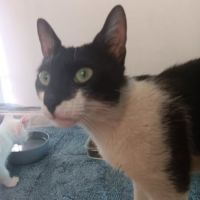 Doucette adorable minette à l'adoption #2