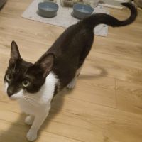 Doucette adorable minette à l'adoption #4