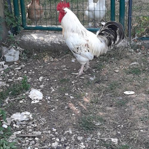 Av coqs grands ,nains #0
