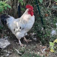 Av coqs grands ,nains #2