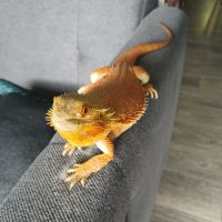 Pogona femelle