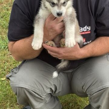 Chiot type malamute d'alaska #2