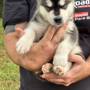 Chiot type malamute d'alaska #5