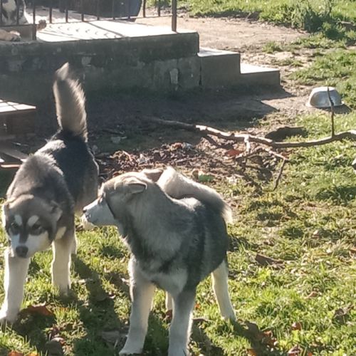 Chiot type malamute d'alaska #1