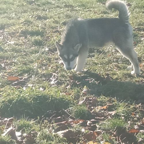 Chiot type malamute d'alaska