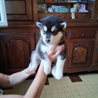 Chiot type malamute d'alaska #1