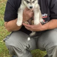 Chiot type malamute d'alaska #2