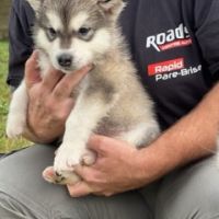 Chiot type malamute d'alaska #3