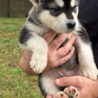 Chiot type malamute d'alaska #4