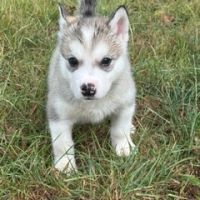 Chiot type malamute d'alaska