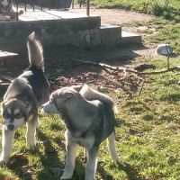 Chiot type malamute d'alaska #1