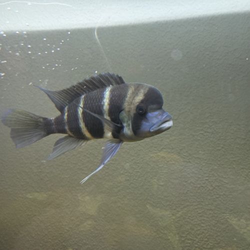 Frontosa taille adulte