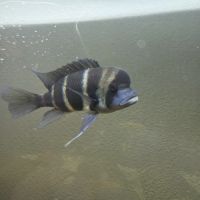 Frontosa taille adulte