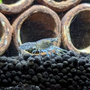 Nano-écrevisses puer