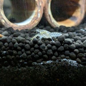 Nano-écrevisses puer #2