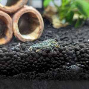 Nano-écrevisses puer #3