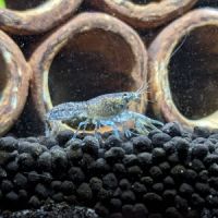 Nano-écrevisses puer