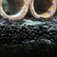 Nano-écrevisses puer #2