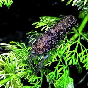 Nano écrevisses cpblue