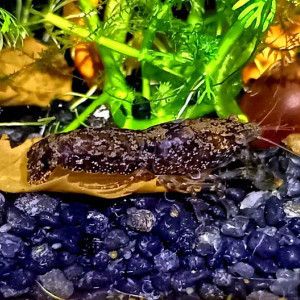 Nano écrevisses cpblue #2