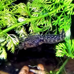 Nano écrevisses cpblue #3