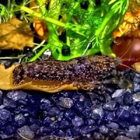 Nano écrevisses cpblue #2