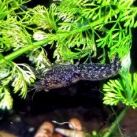 Nano écrevisses cpblue #3