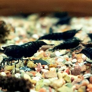 Crevettes black sakura #3