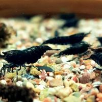 Crevettes black sakura #3