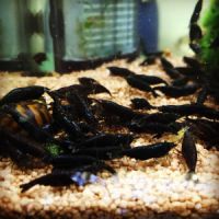 Crevettes black sakura #4