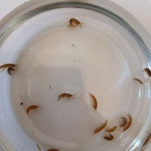 Gammares souche vivante x10