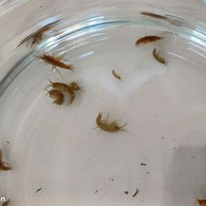 Gammares souche vivante x10 #2