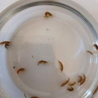 Gammares souche vivante x10