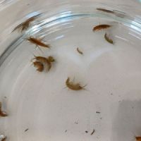 Gammares souche vivante x10 #2