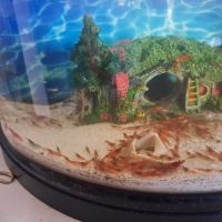 Crevettes red cherry et grises 50cts #0