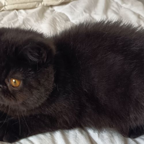 Chaton exotic shorthair a vendre