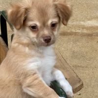 Chiot chihuahua #5