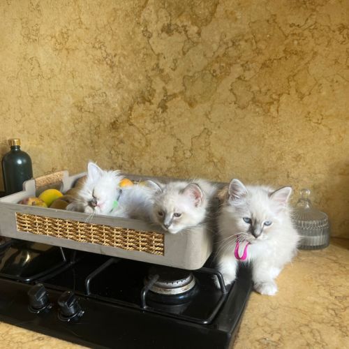 Chatons sacrés de birmanie #1