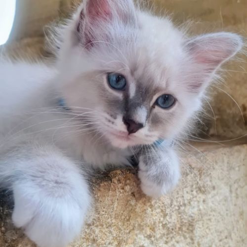 Chatons sacrés de birmanie #2