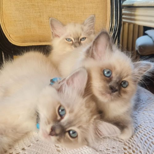 Chatons sacrés de birmanie