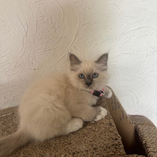 Chatons sacrés de birmanie #4