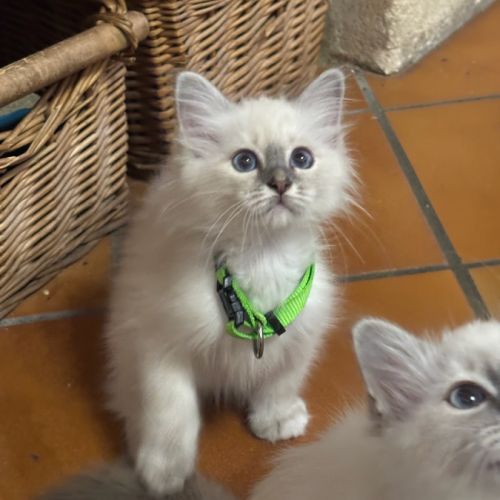 Chatons sacrés de birmanie #5