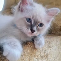 Chatons sacrés de birmanie #2