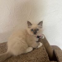 Chatons sacrés de birmanie #4