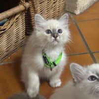 Chatons sacrés de birmanie #5